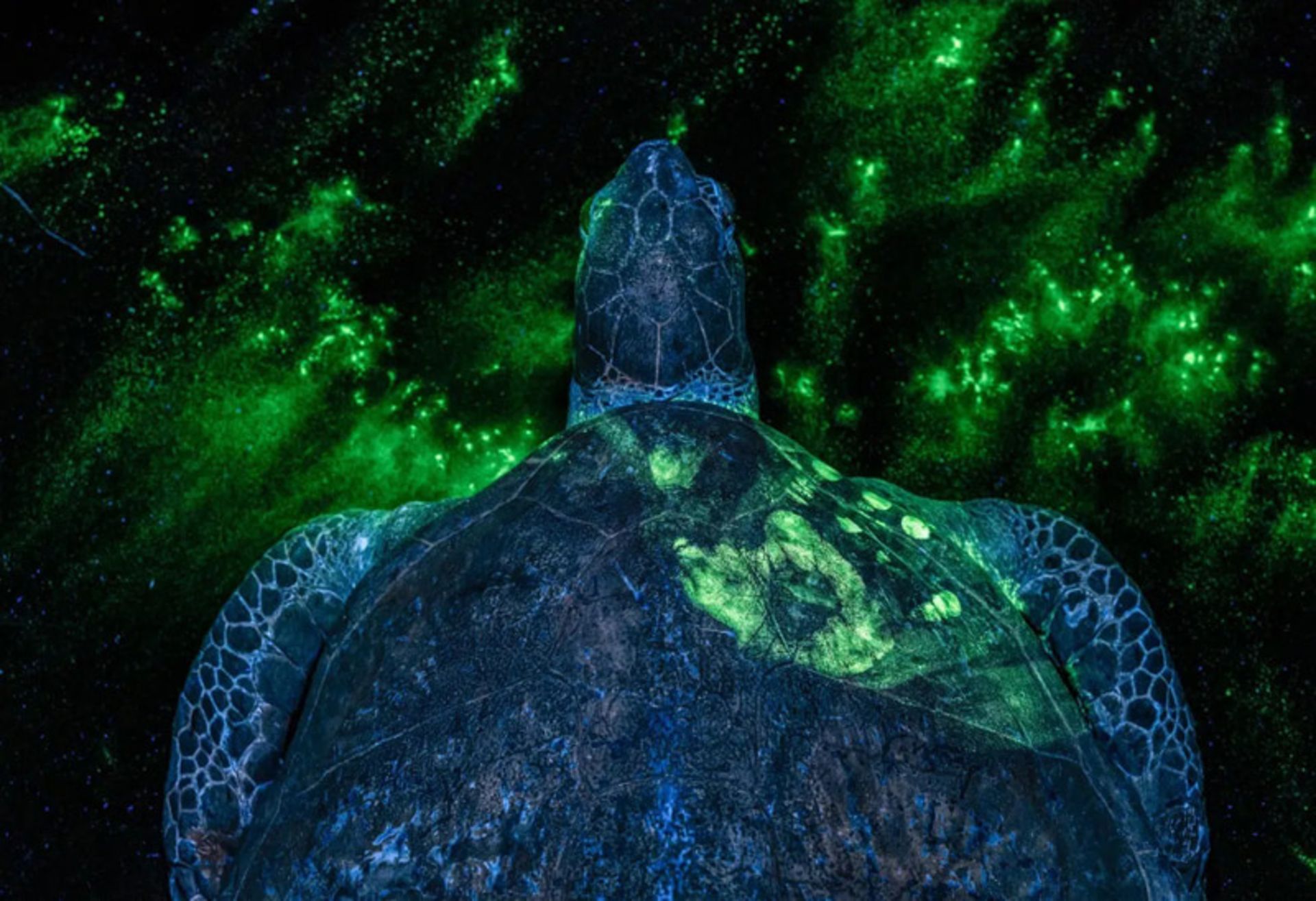  لاک‌پشت دریایی سبز 