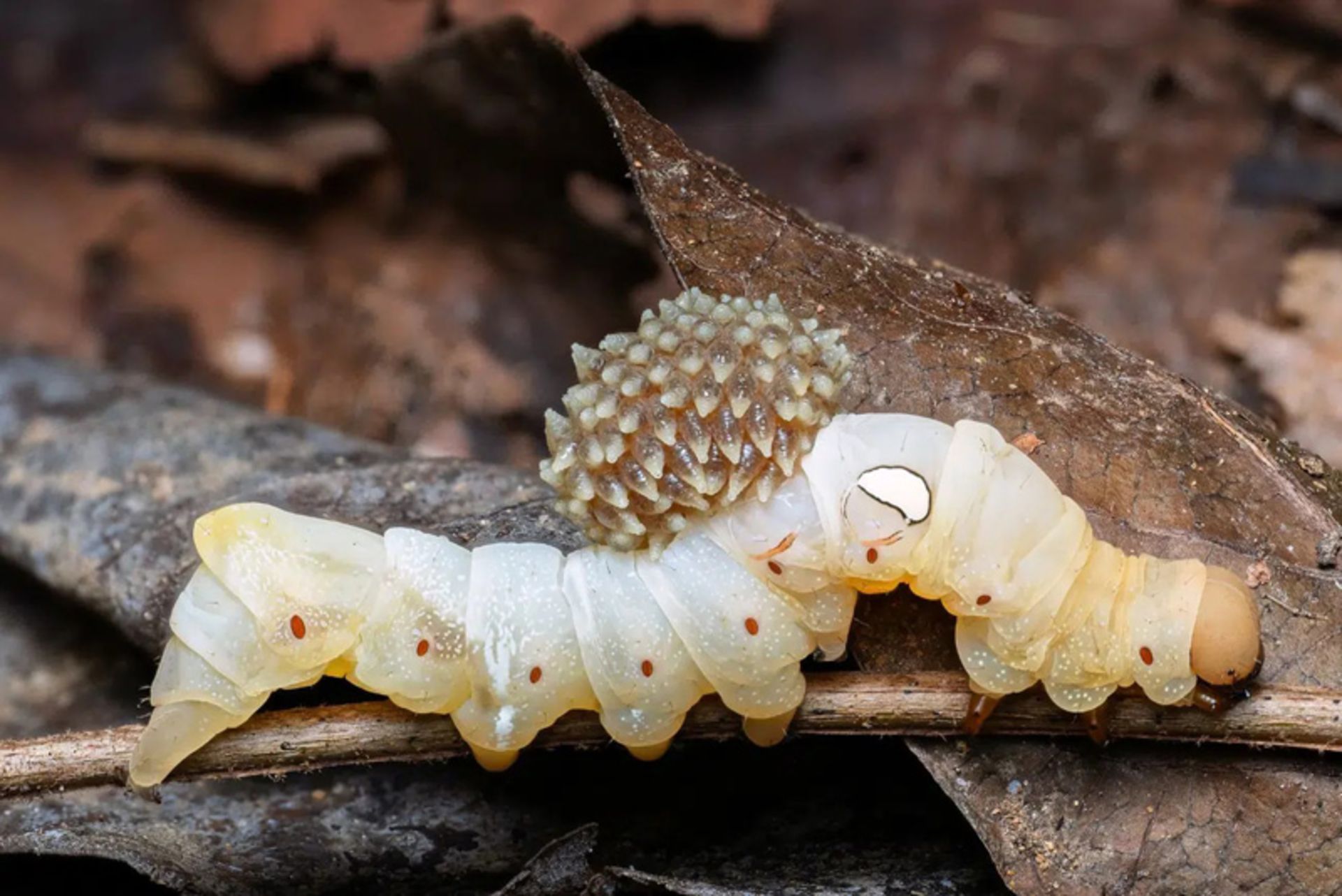 کرم ابریشم روی برگ