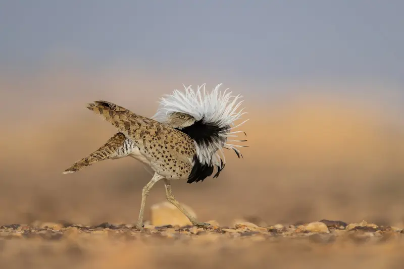 هوبره در حال رقص