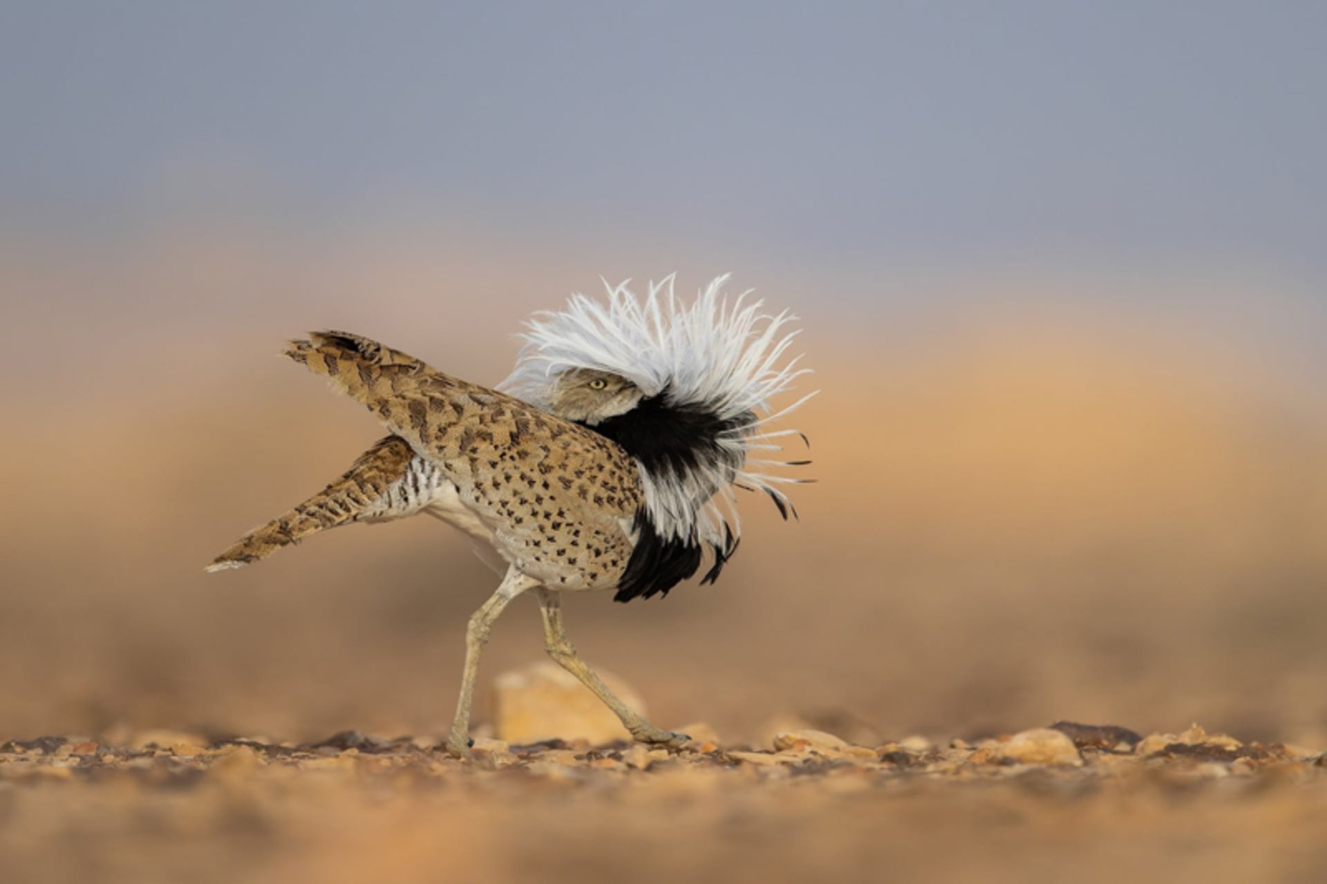 هوبره در حال رقص