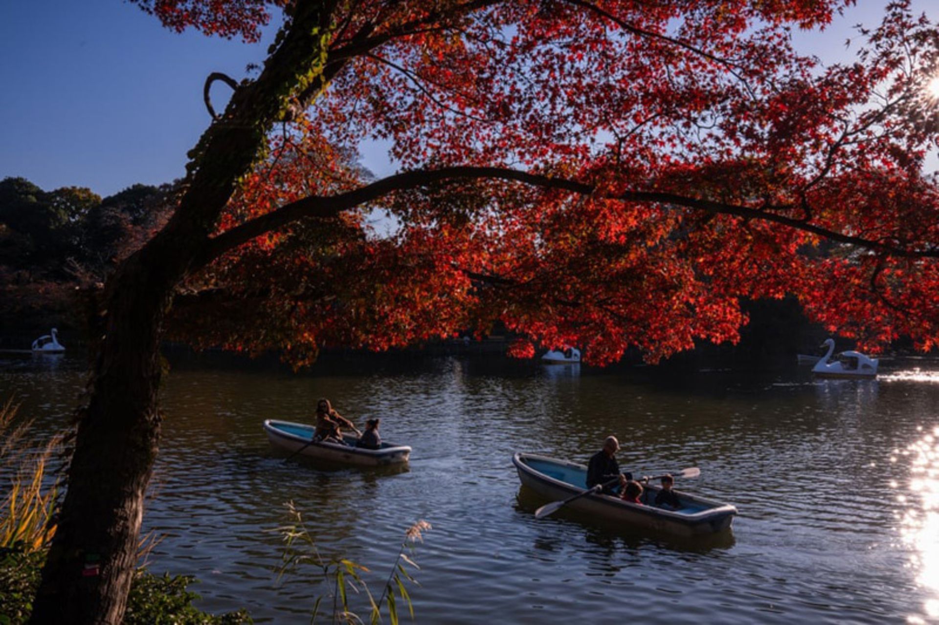 قایق‌سواری بازدیدکنندگان در پارک اینوکاشیرا در زیر شاخ و برگ‌های پاییزی 