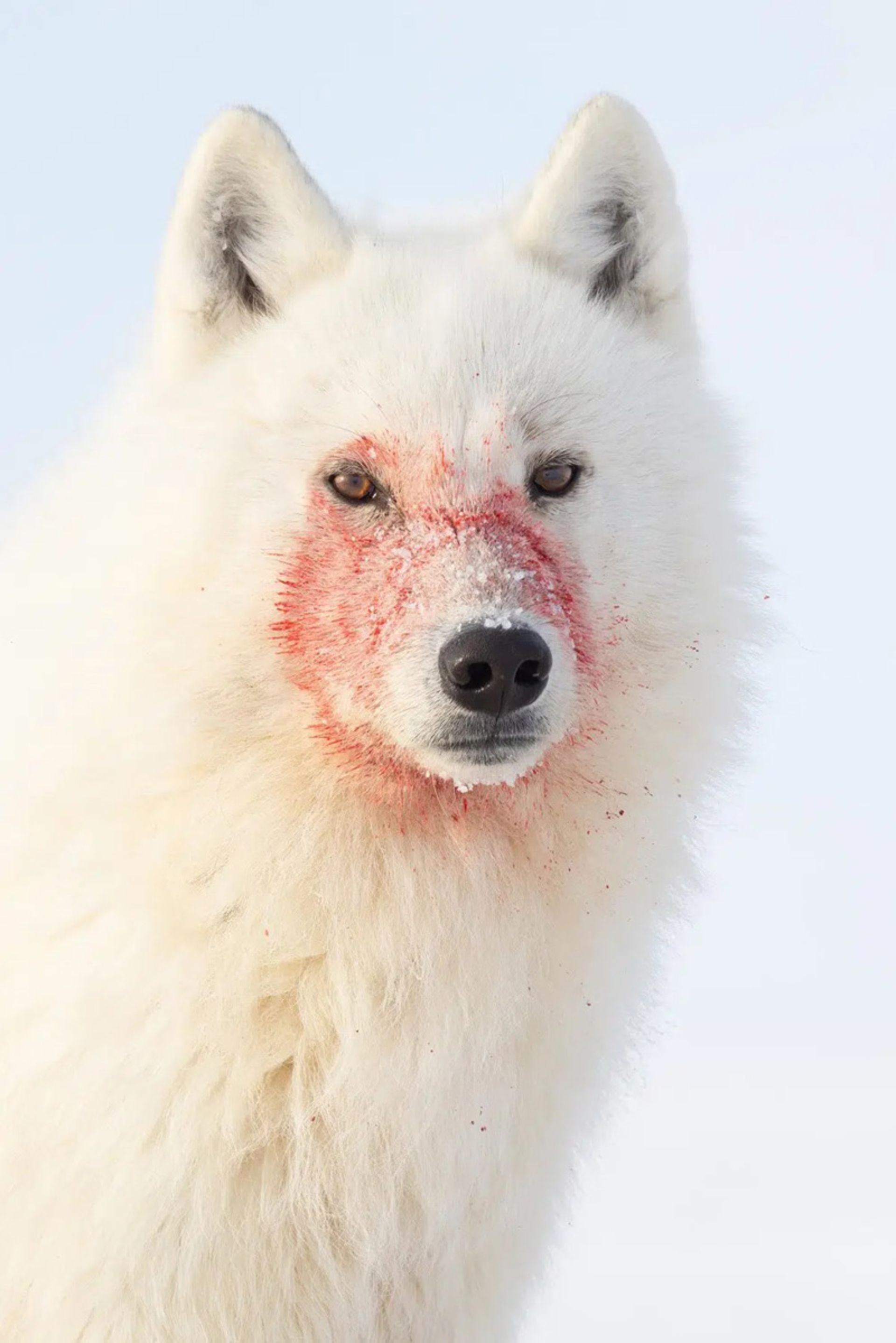  یک گرگ جوان با صورتی پوشیده از خون شکار