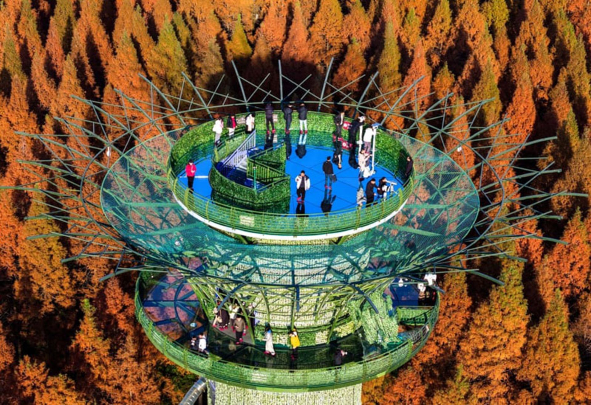 بازدید مردم از پارک جنگلی دریای زرد در فصل پاییز