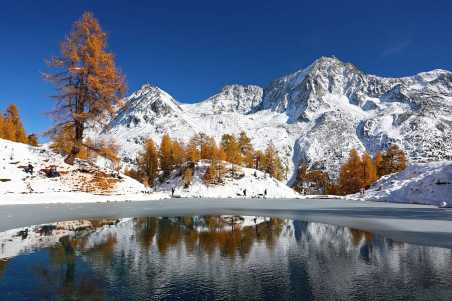 درختان کاج اروپایی در کنار دریاچه‌ی آبیِ نیمه یخ‌زده در کوه‌های آلپ سوئیس