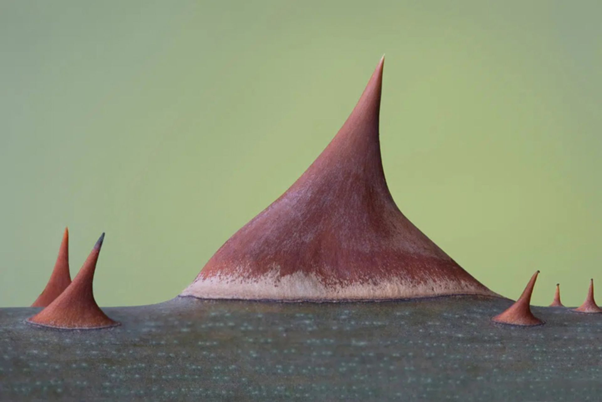 خارهای رز از نمای نزدیک