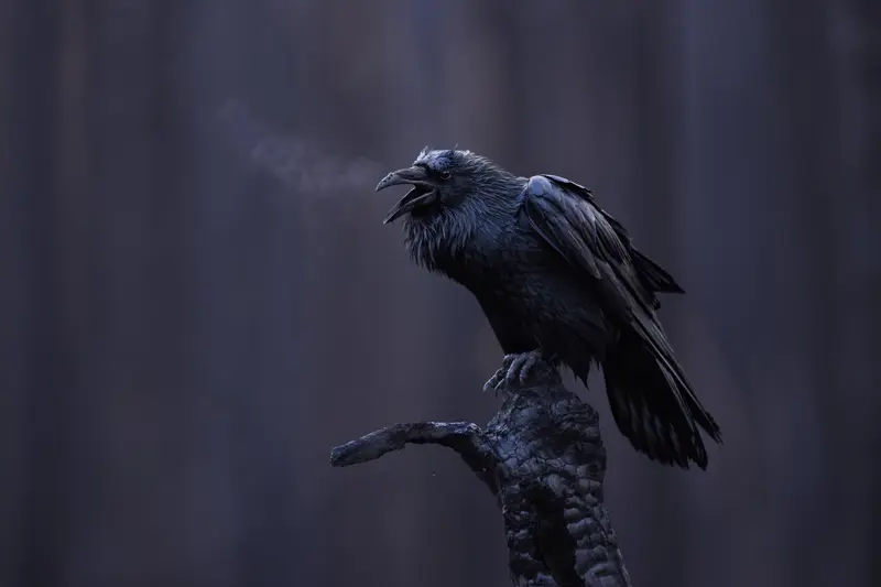 کلاغ سیاه بر شاخه سوخته