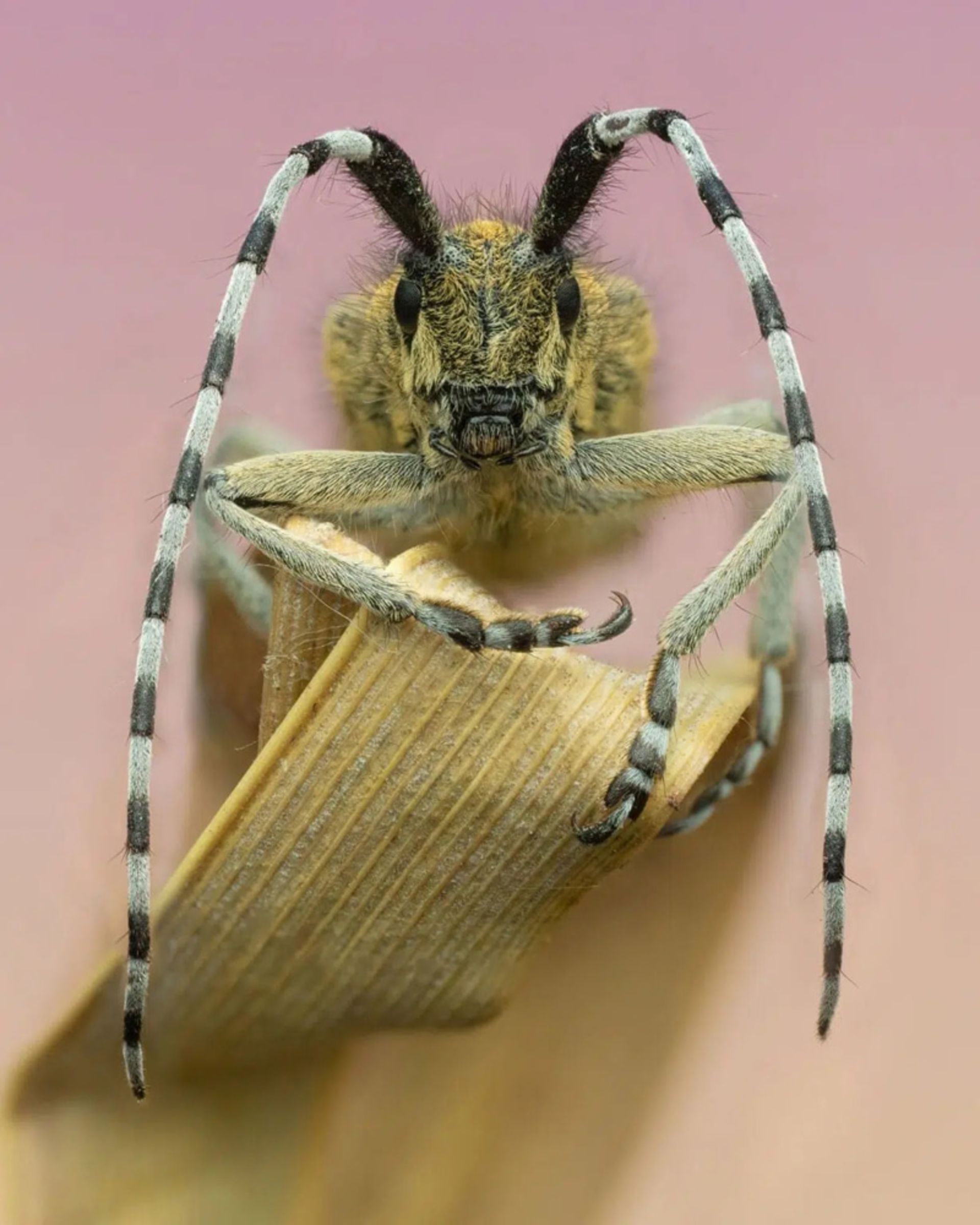 حشره زرد رنگ با شاخ‌ دراز