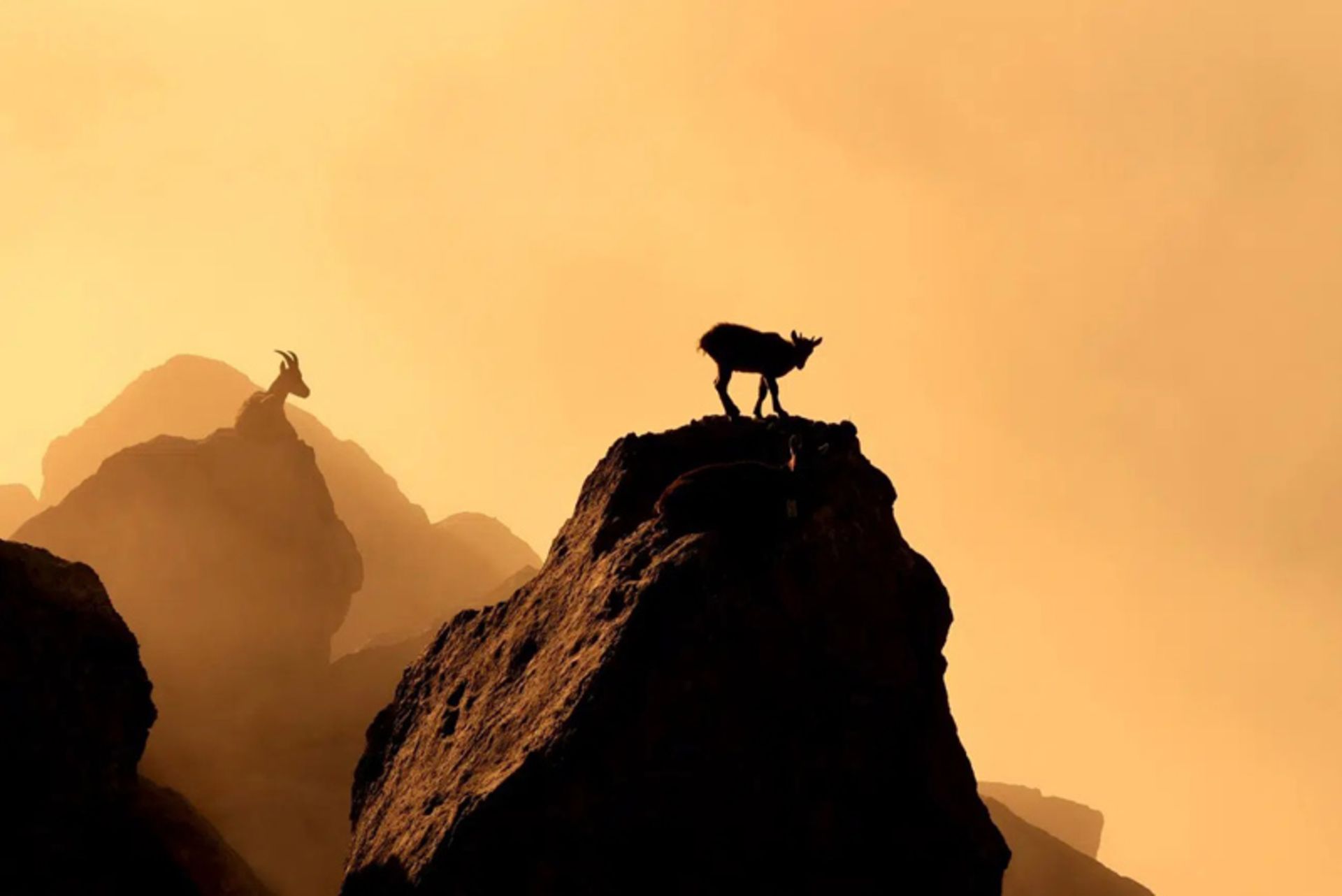  بزهای کوهی آلپ