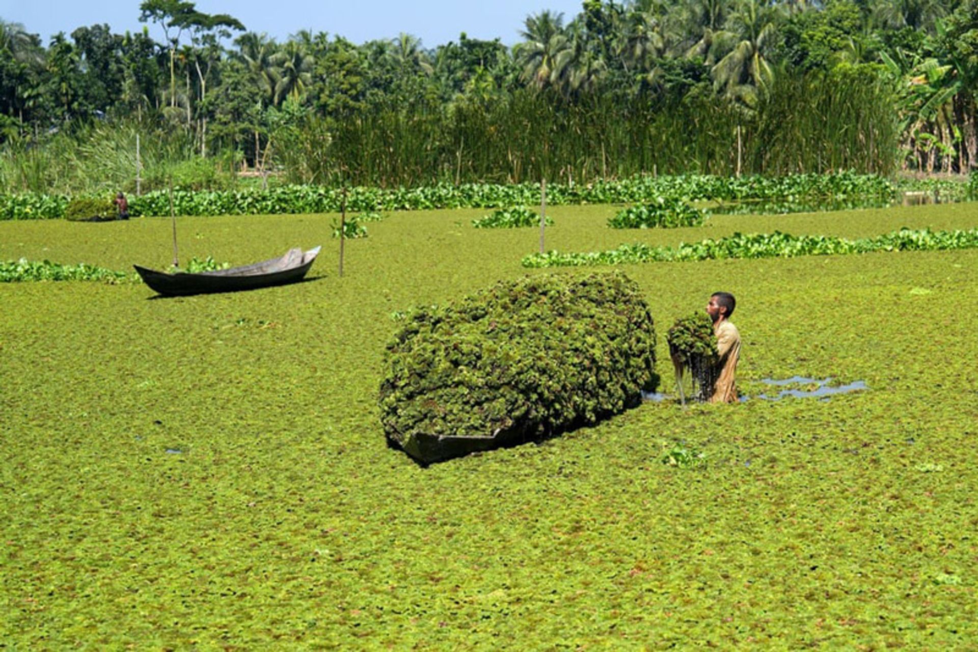 کشاورز بنگلادشی در حال بارگیری سنبل‌های آبی روی قایق، برای ساخت تخت‌های شناور سبزیجات