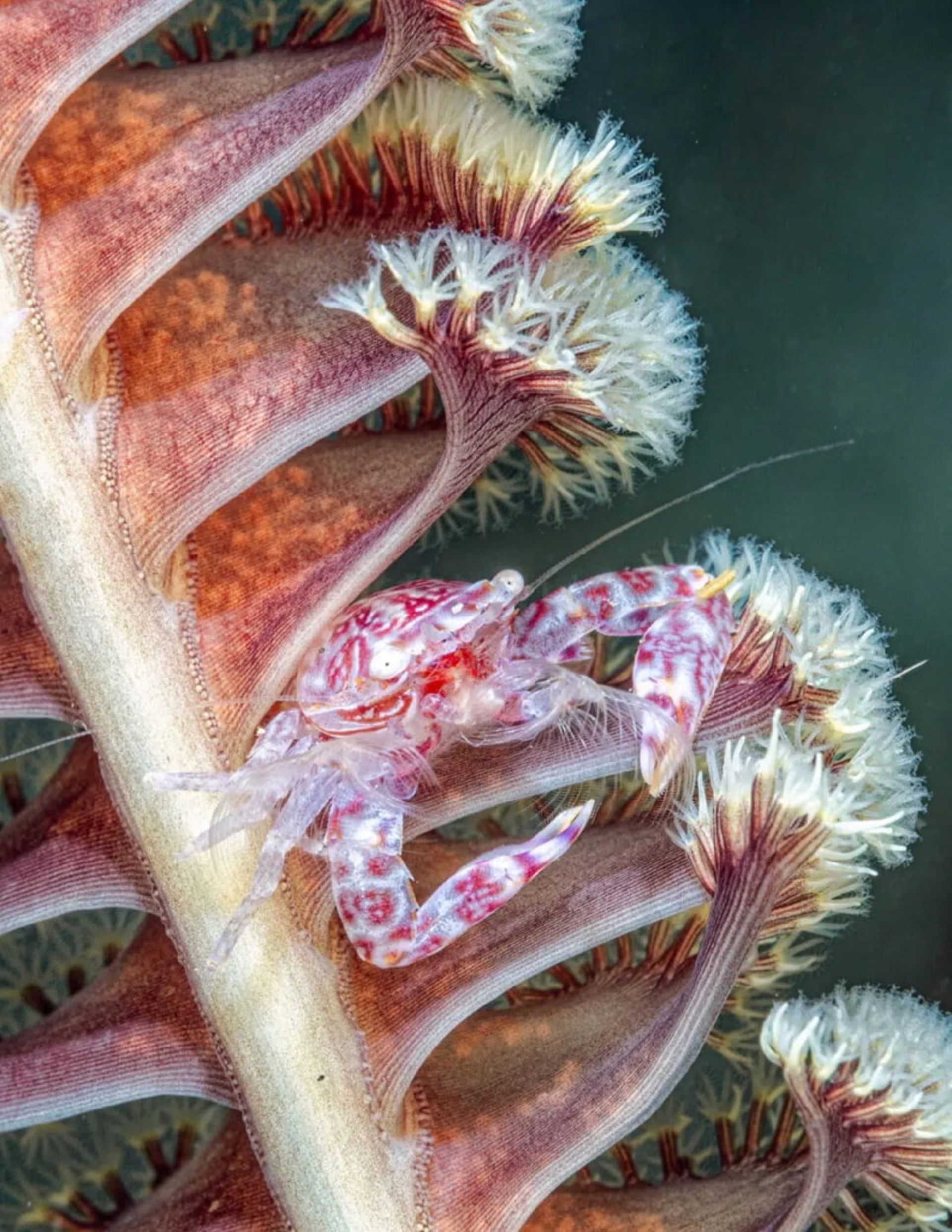 خرچنگ چینی روی گیاه دریایی