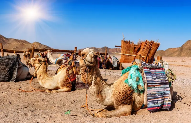 شترها در بیابان دبی