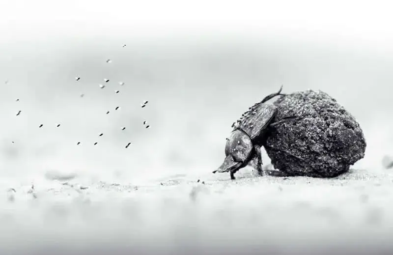 سوسک سرگین‌گرد (Dung Beetle) در حال حرکت دادن گلوله‌ی مدفوع روی زمین