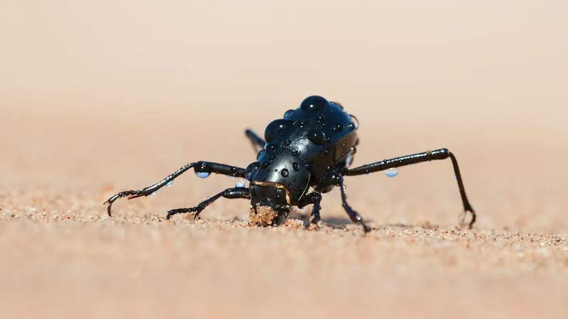 حشره‌ای که قطرات آب را روی تن خود حمل می‌کند