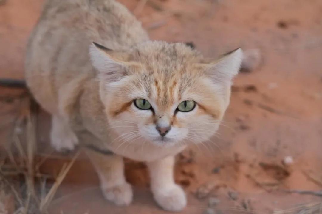 گربه شنی در بیابان‌های لیبی