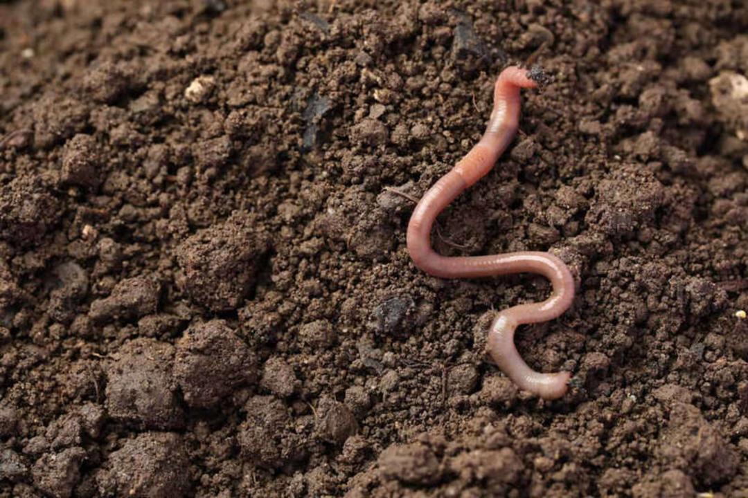 کرم خاکی (Earthworm) روی سطح خاک مرطوب و دانه‌دانه