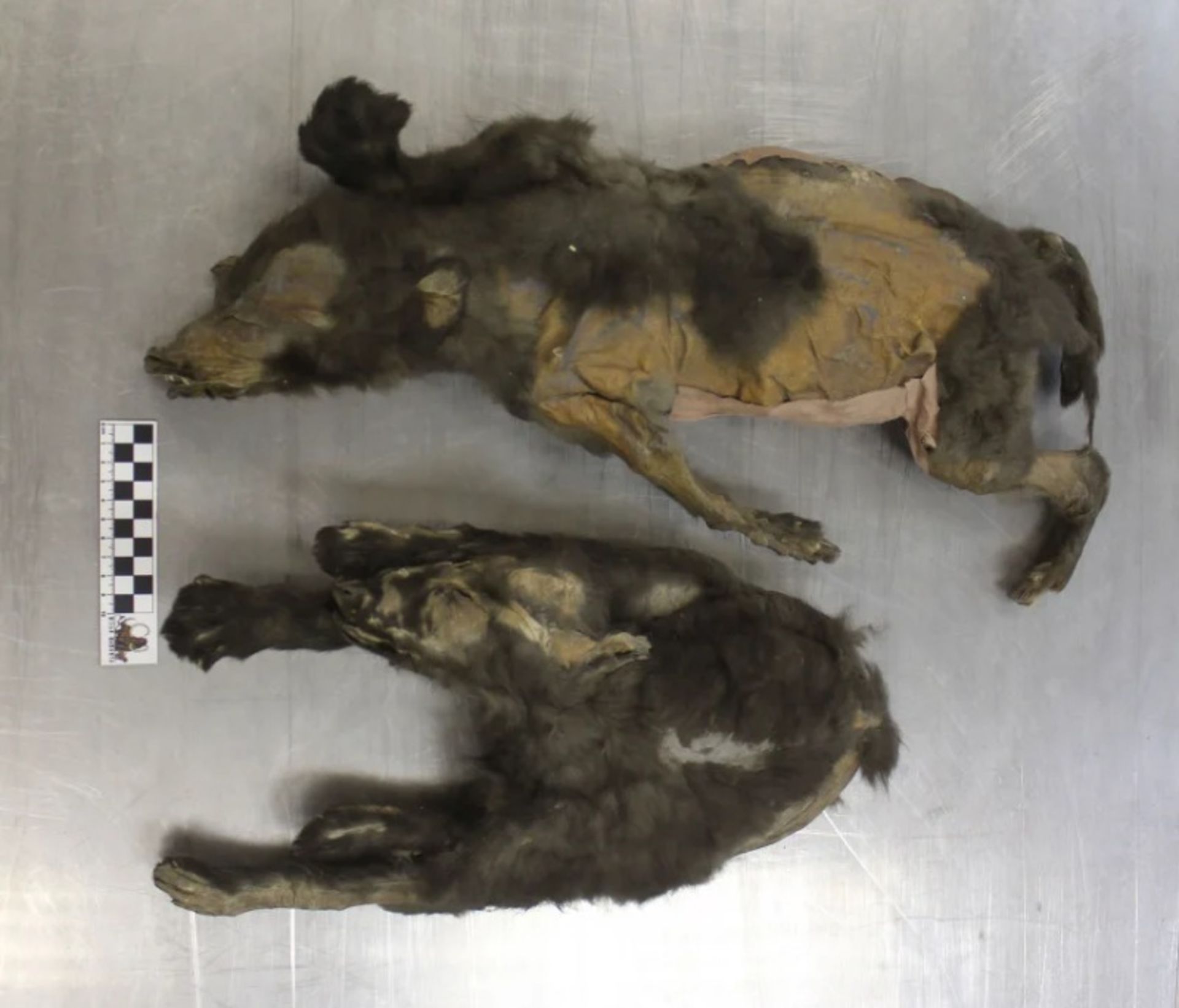 مومیایی نسبتا سالم دو توله گرگ در سیبری