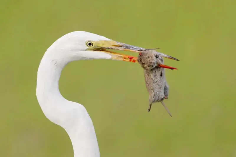 ماهی‌خوار سفید (Great Egret) با منقاری که یک موش کوچک را گرفته است