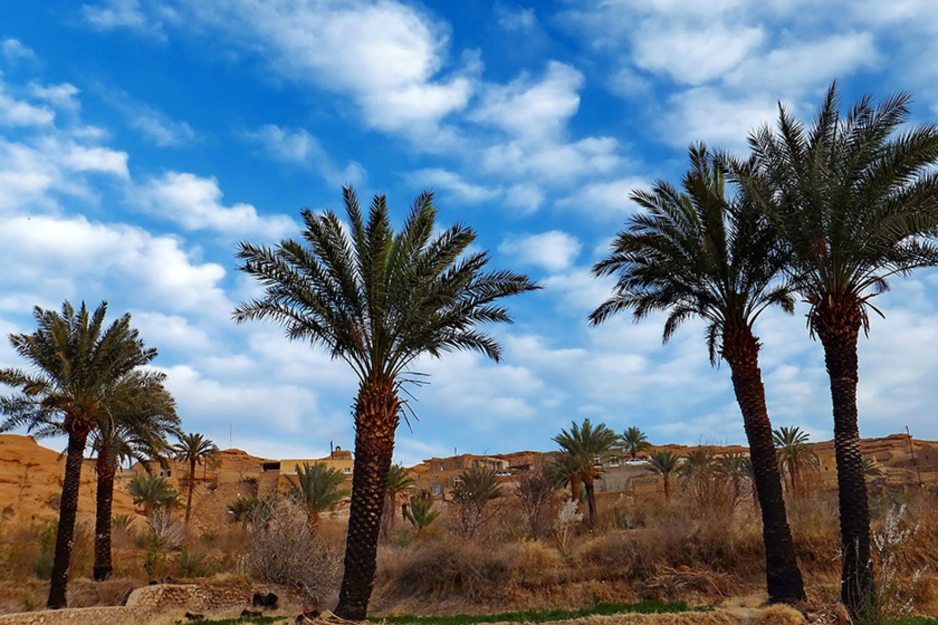 نخل های سر به فلک کشیده در روستای ازمیغان