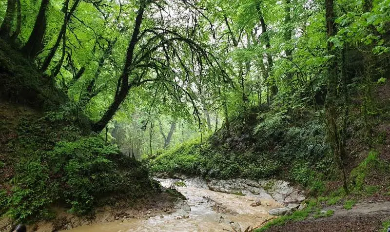 رودخانه و طبیعت سرسبز جنگل انجیلی