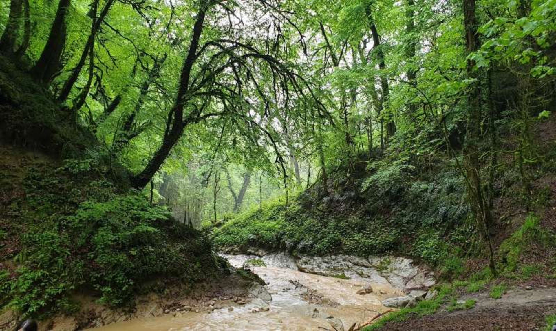 رودخانه و طبیعت سرسبز جنگل انجیلی