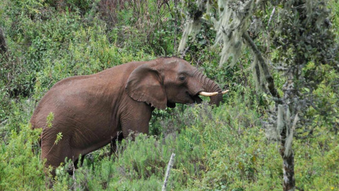 فیل آفریقایی (African Elephant) در میان پوشش گیاهی انبوه جنگل