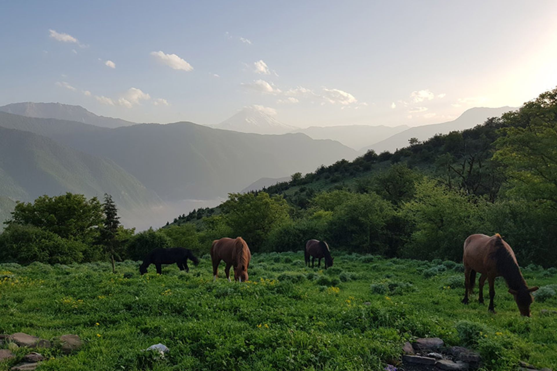 اسب های وحشی در جنگل الیمستان