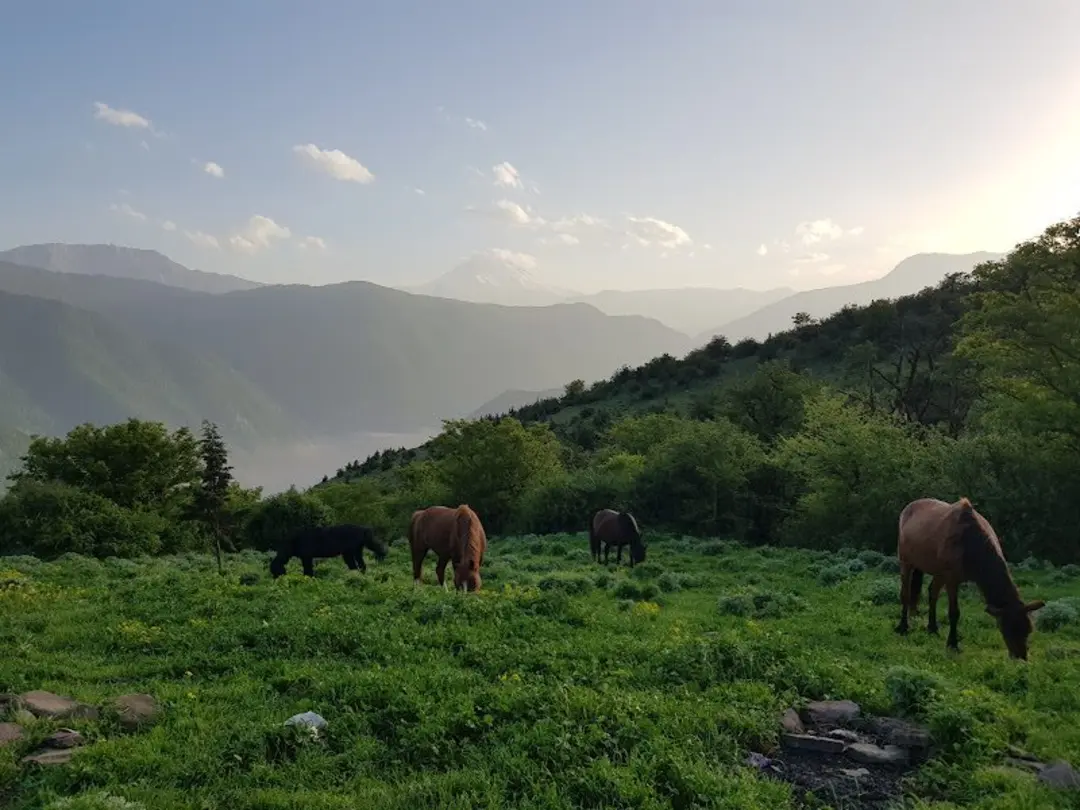 اسب ها و طبیعت جنگل الیمستان