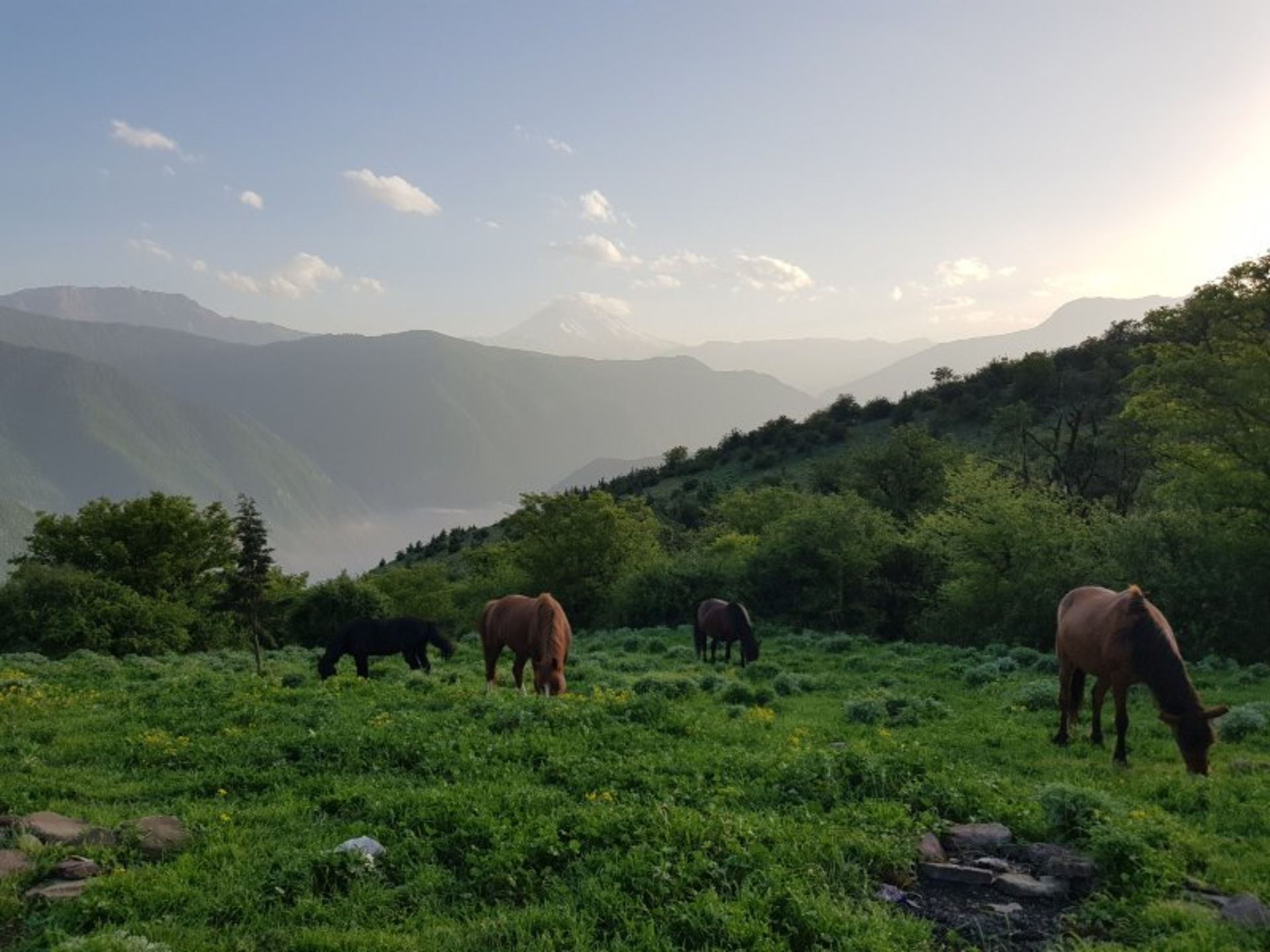 پوشش گیاهی و جانوری جنگل الیمستان