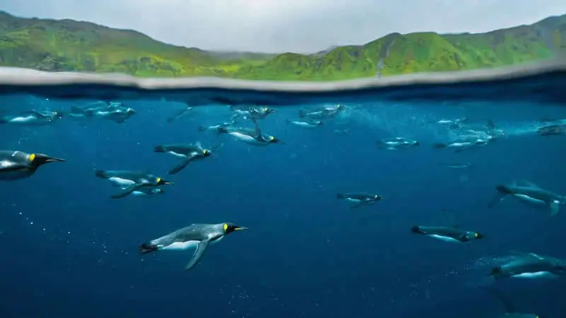 پنگوئن‌های امپراتور (Emperor Penguins) در حال شنا زیر آب در اقیانوس