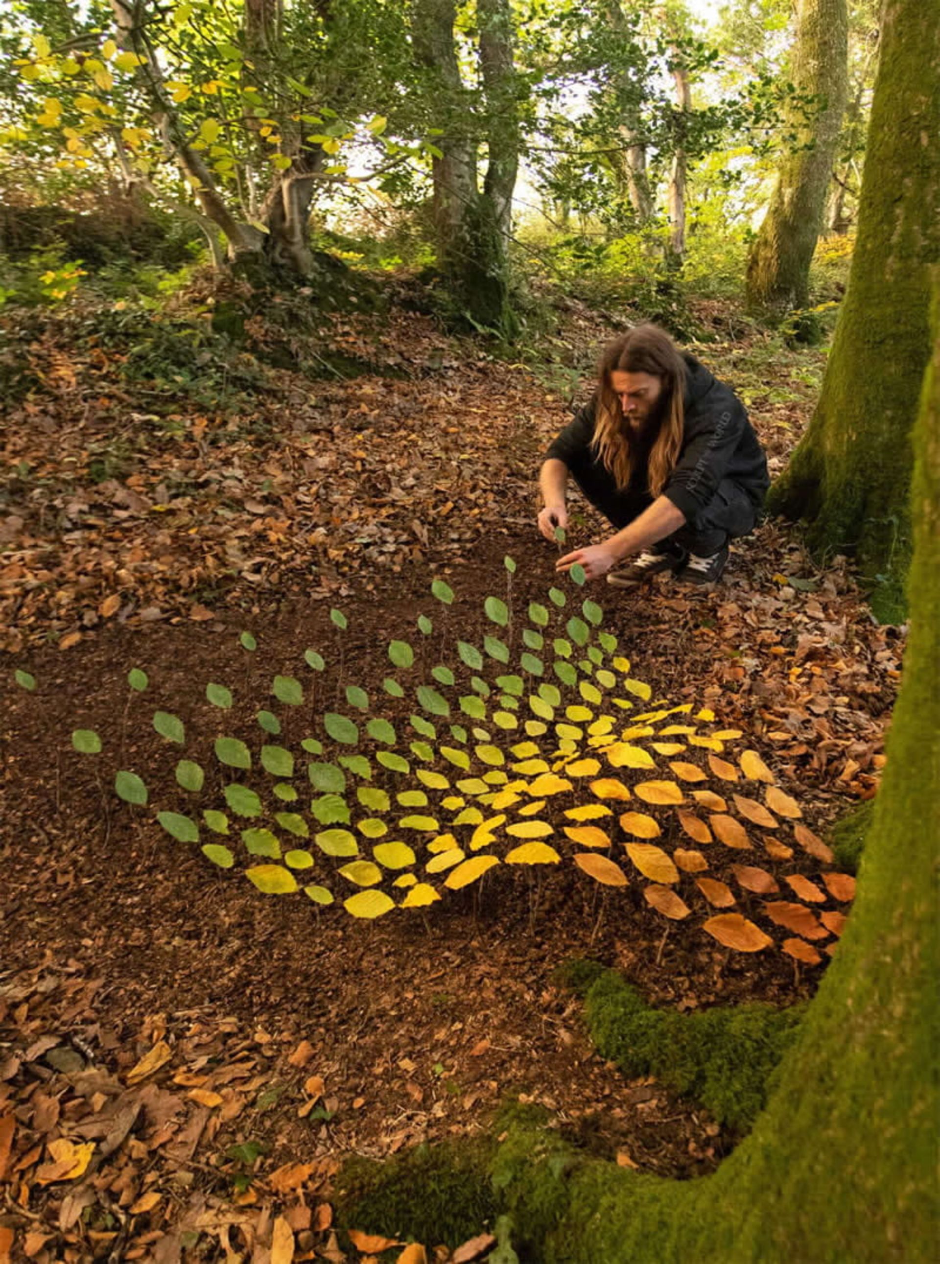 برگ‌های پاییزی رنگارنگ در جنگل