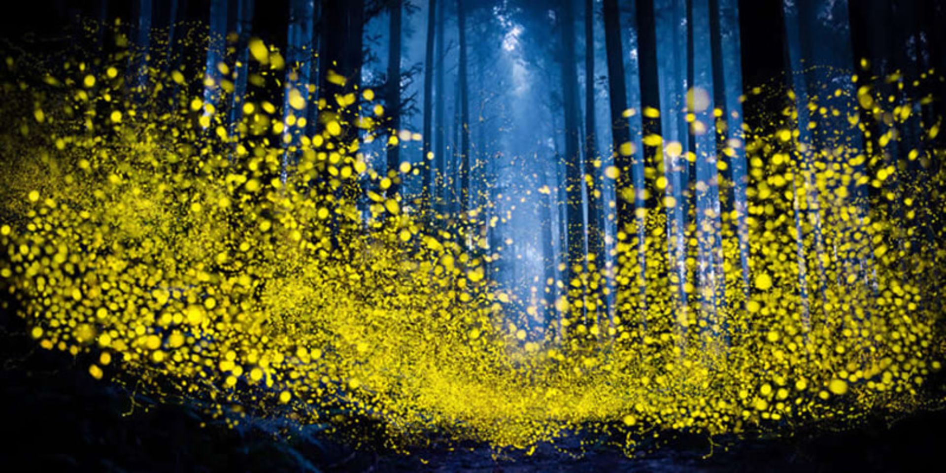 جنگلی نورانی در تایوان