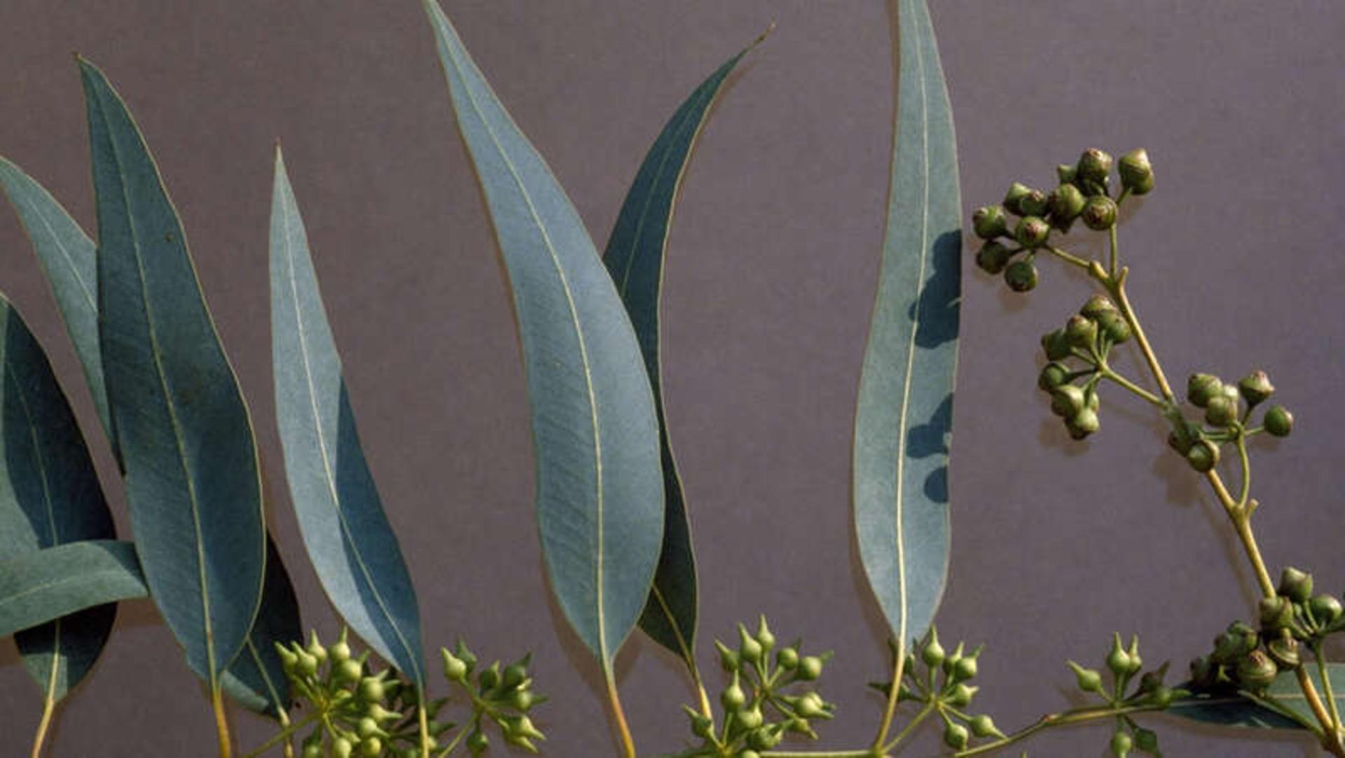 برگ‌های کشیده و جوانه‌های میوه گیاه اکالیپتوس (Eucalyptus) روی شاخه