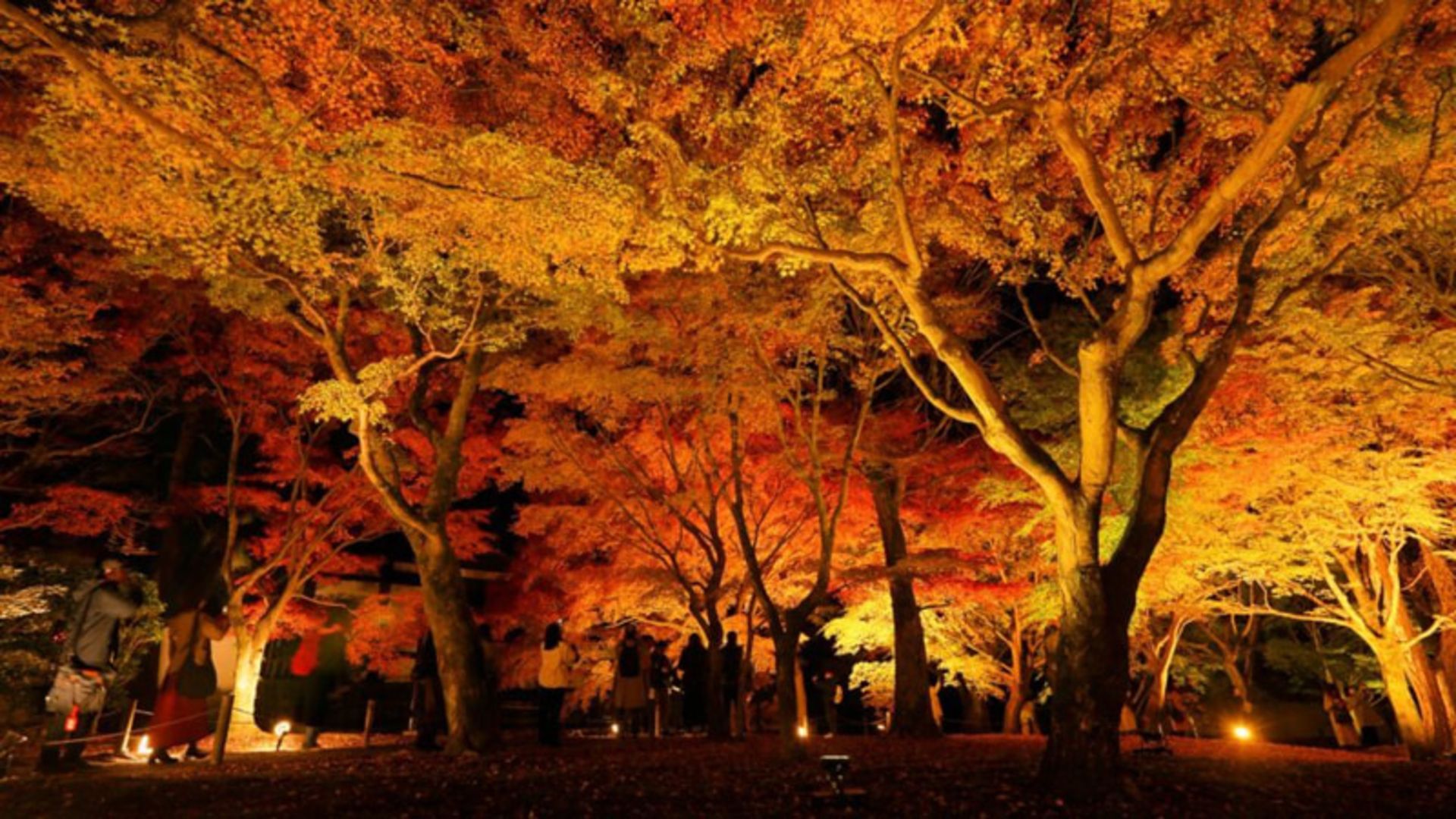 منظره درختان و برگ‌های پاییزی در شب روشن کیوتو