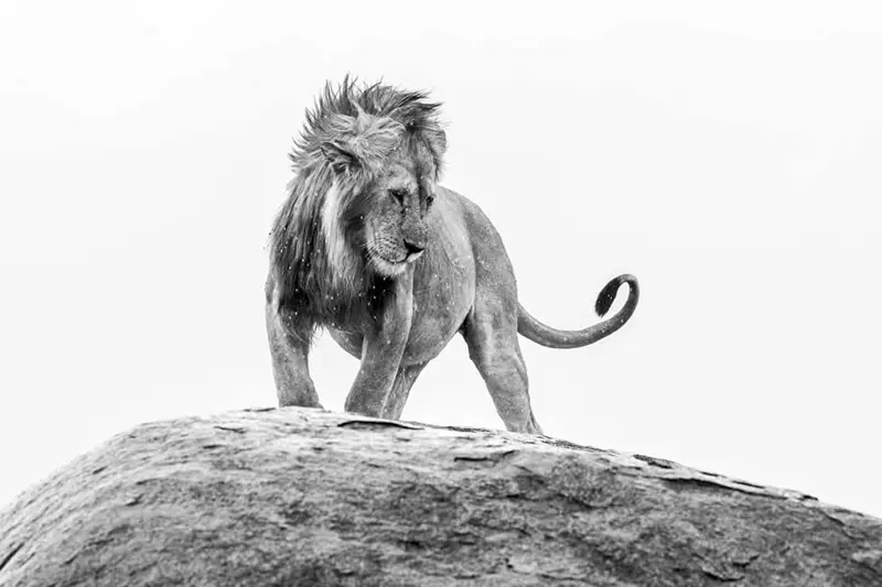 عکس سیاه و سفید شیر نر روی صخره
