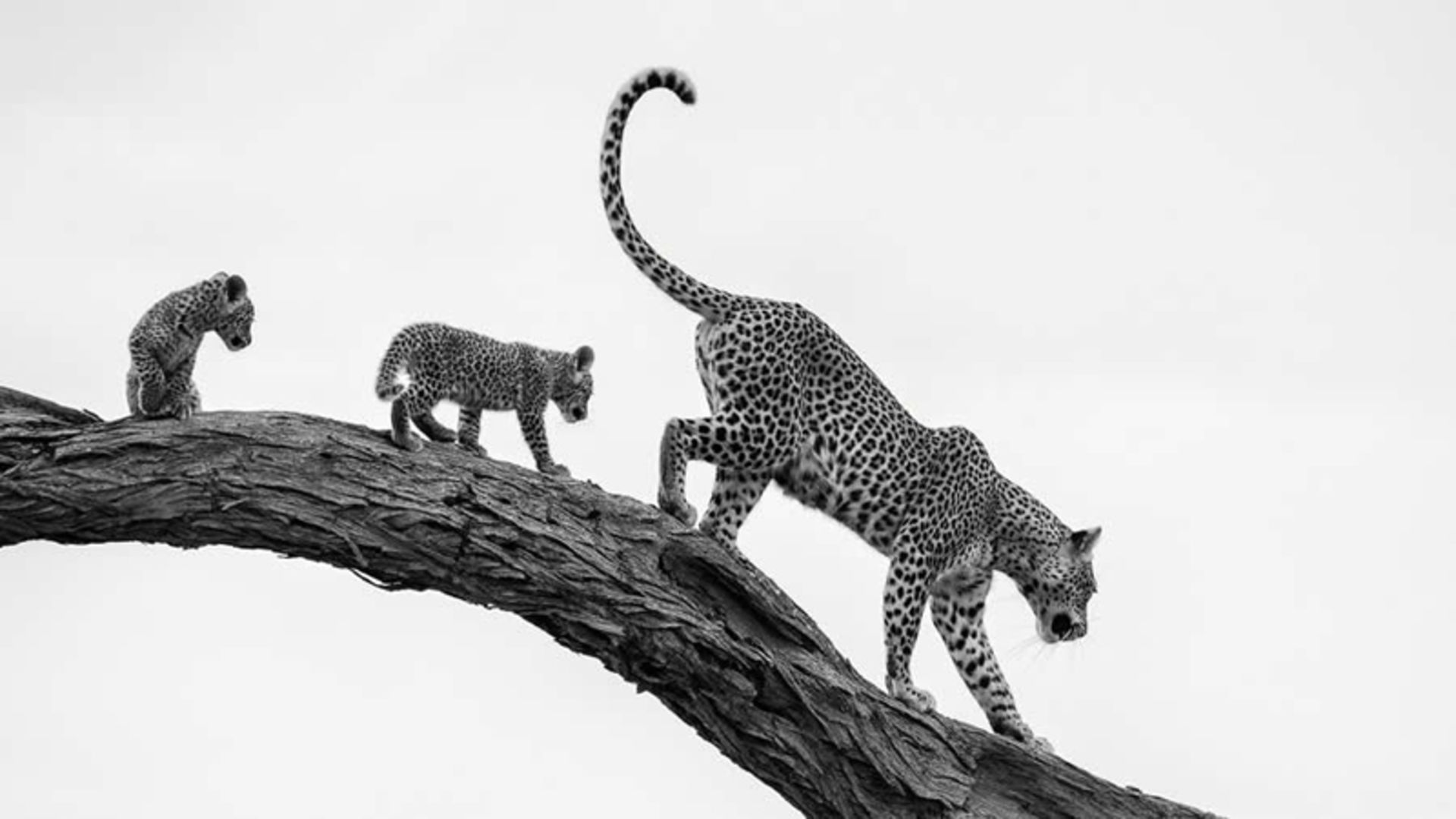 پلنگ مادر و دو توله‌اش در حال حرکت روی شاخه درخت