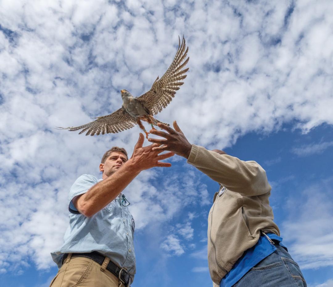 شاهین سرخ‌پا (Red-footed Falcon) در حال پرواز میان دستان دو مرد