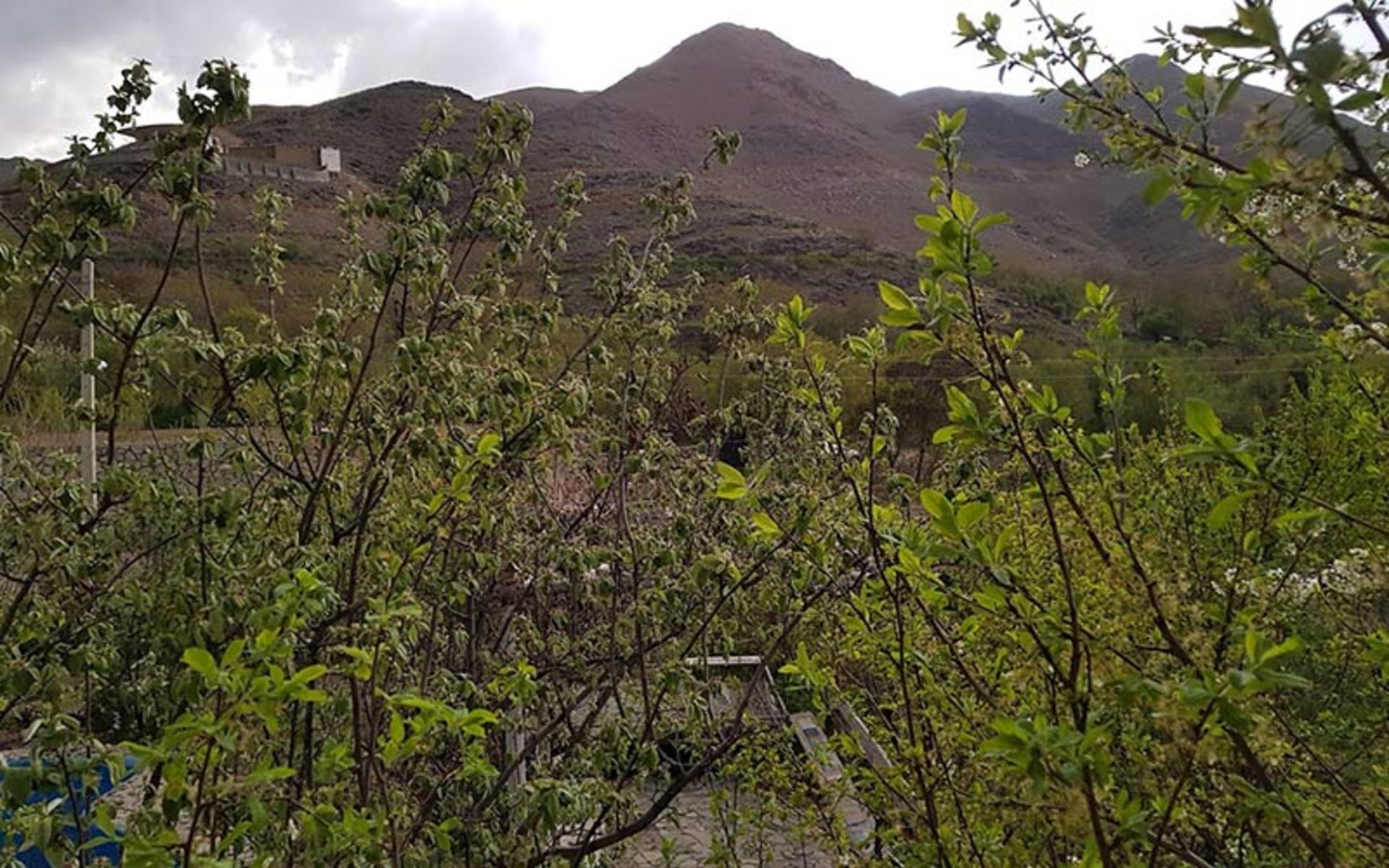 طبیعت روستای جوینان در بهار