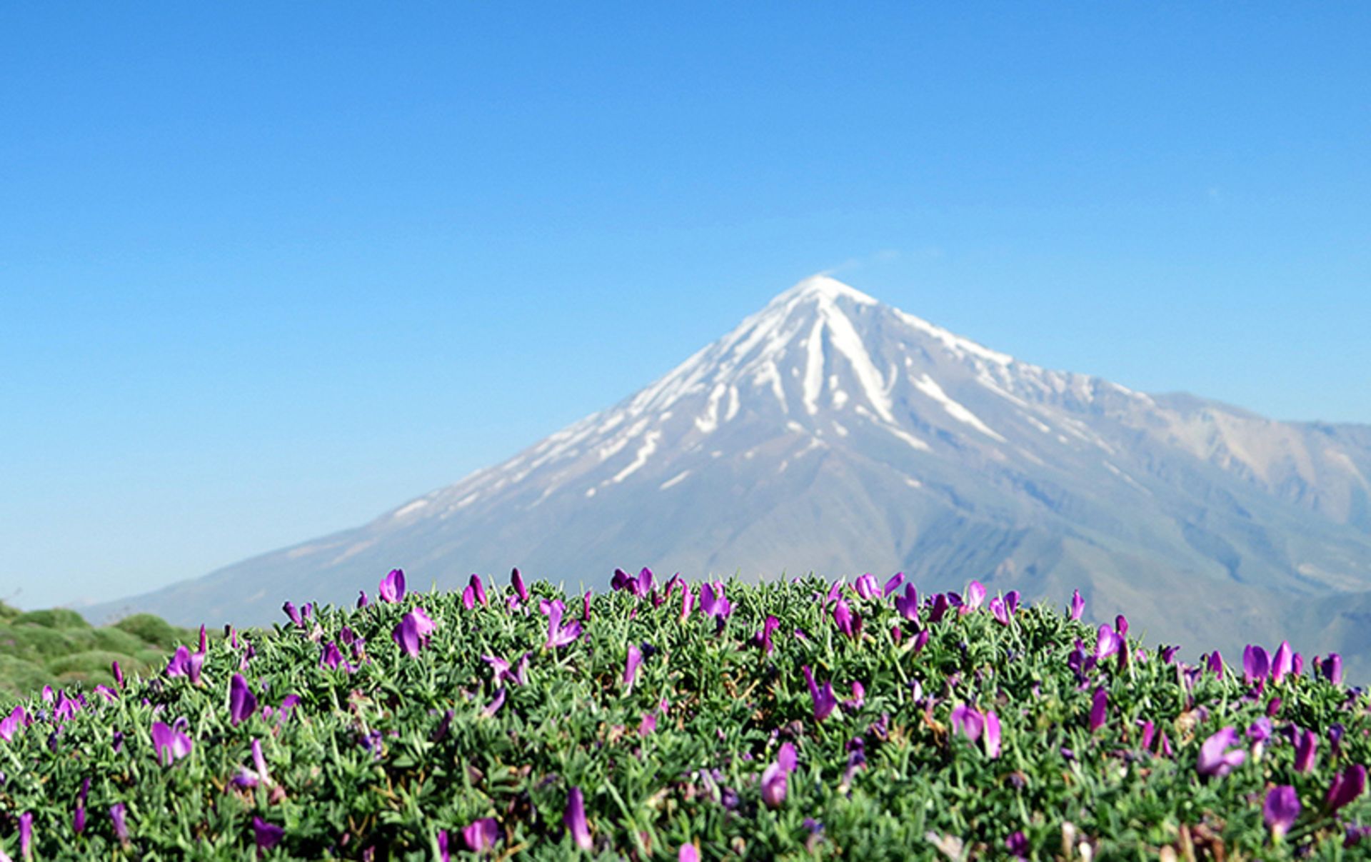 گیاهان بوته ای در حاشیه کوه دماوند