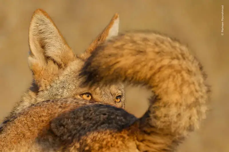 روباه (Fox) با چشم‌های قهوه‌ای در میان پوشش گیاهی