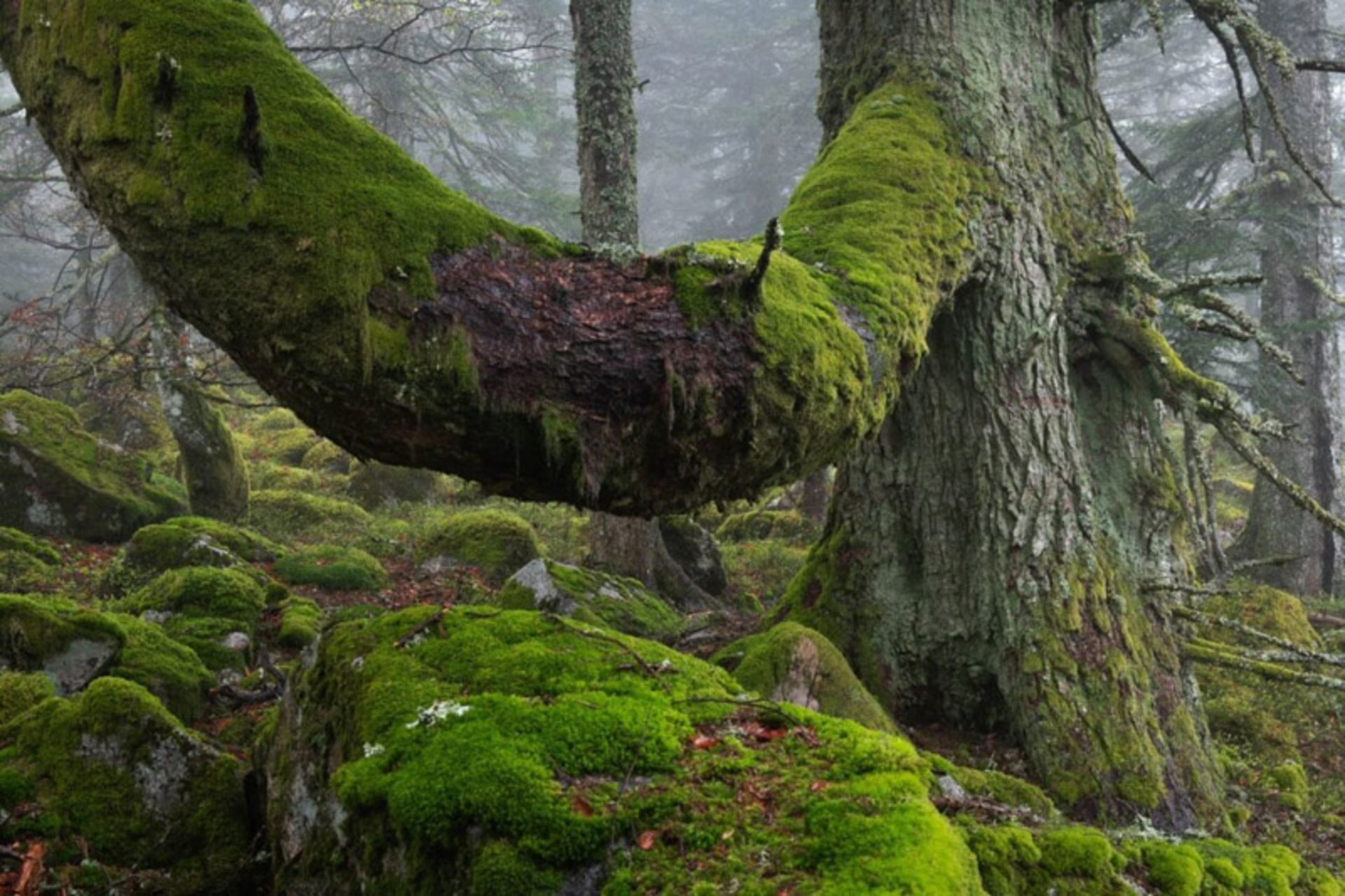 تنه درختی با شاخه ضخیم خزه بسته