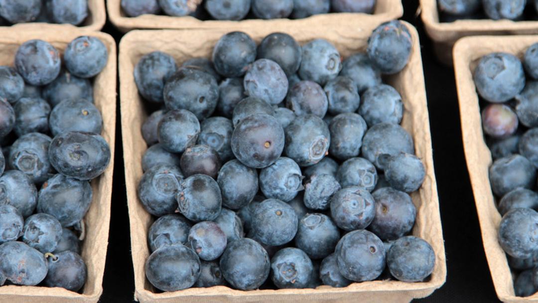 بلوبری (Blueberry) تازه در ظرف‌های مقوایی کوچک چیده شده است