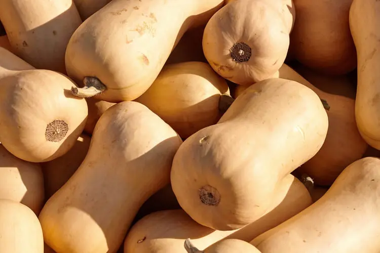 کدو حلوایی (Butternut Squash) با پوست صاف و رنگ کرم در کنار هم