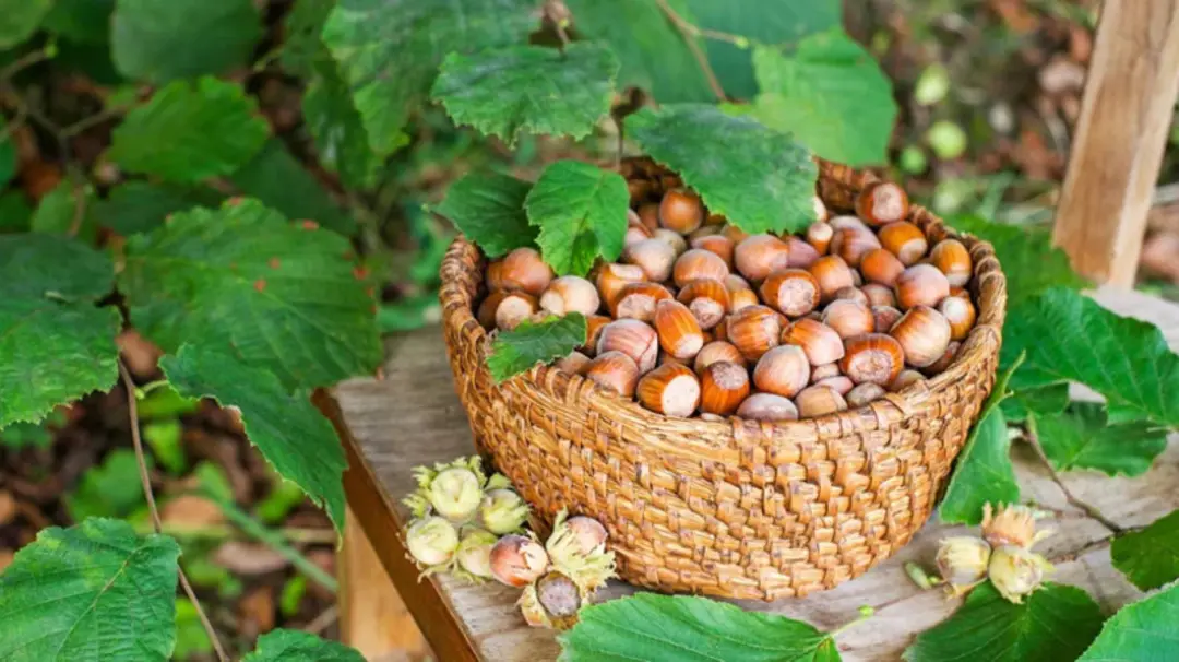 فندق تازه (Hazelnut) در سبد بافتنی در میان برگ‌های سبز درخت