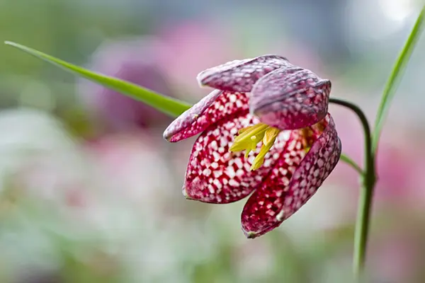 گل فربتی (Fritillaria meleagris) با گلبرگ‌های ارغوانی و خال‌های سفید در طبیعت