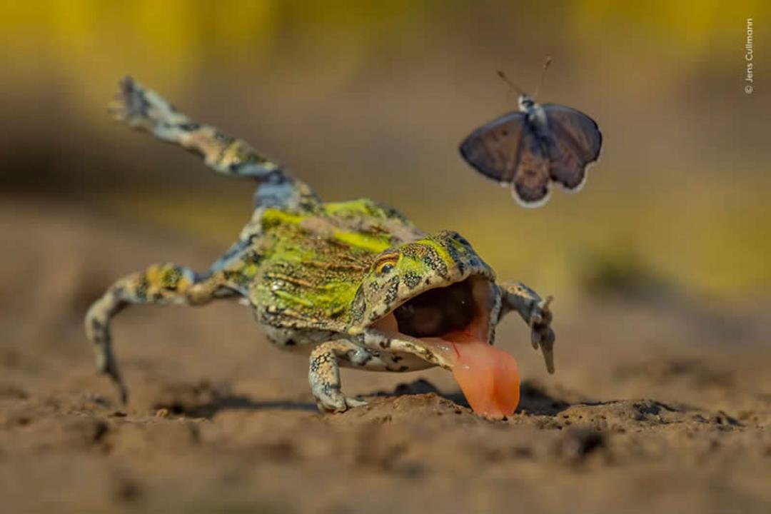 قورباغه (Frog) با دهان باز در حال بیرون آوردن زبان برای شکار پروانه