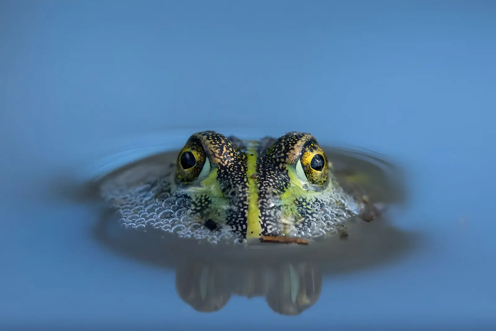 قورباغه (Frog) در آب که چشم‌هایش از سطح آب بیرون آمده است