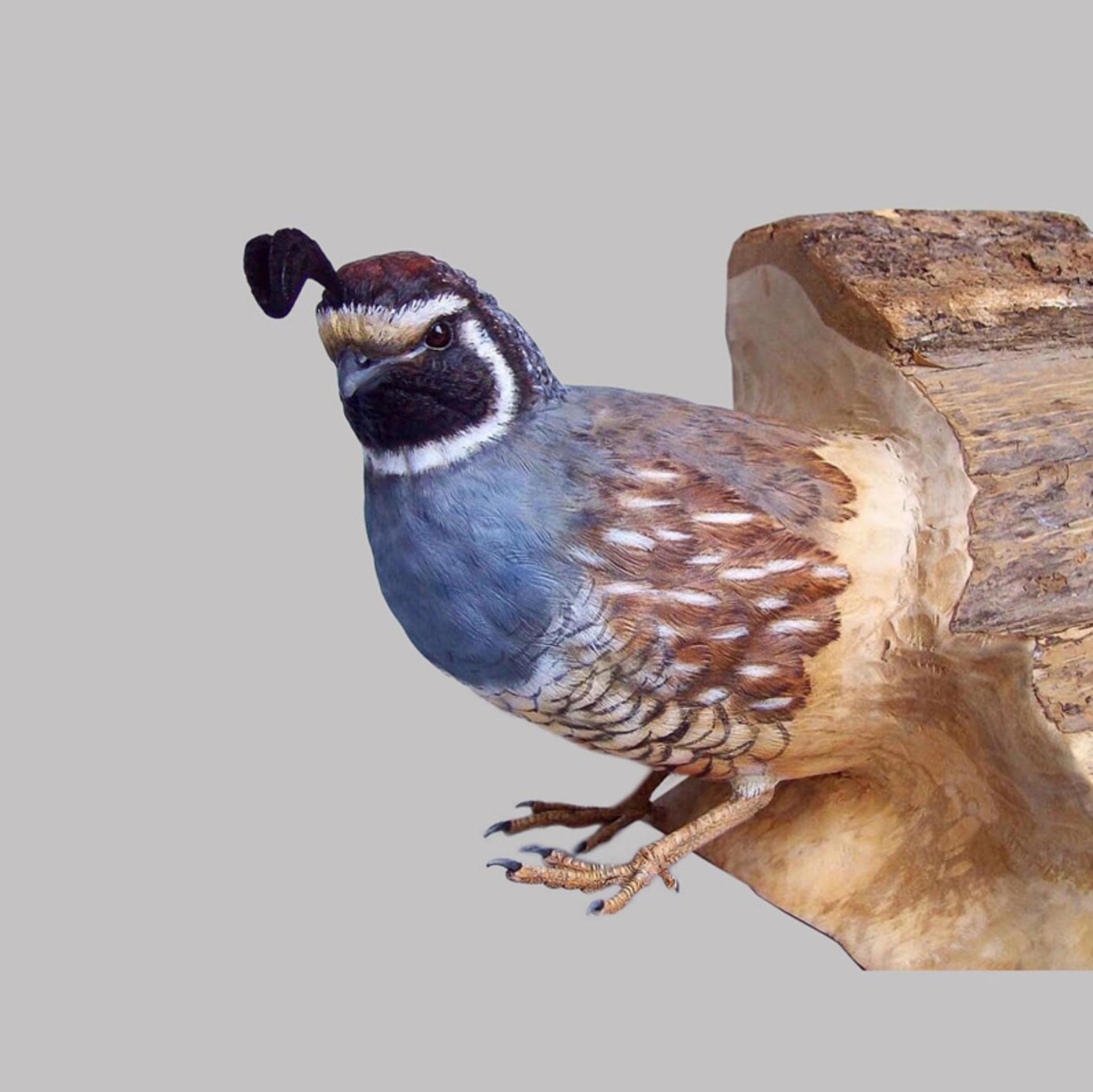 مجسمه چوبی بلدرچین کالیفرنیا