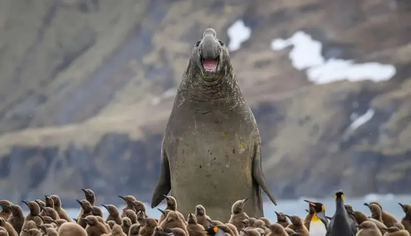 فک جنوب (Southern Elephant Seal) در میان گروهی از پنگوئن‌ها