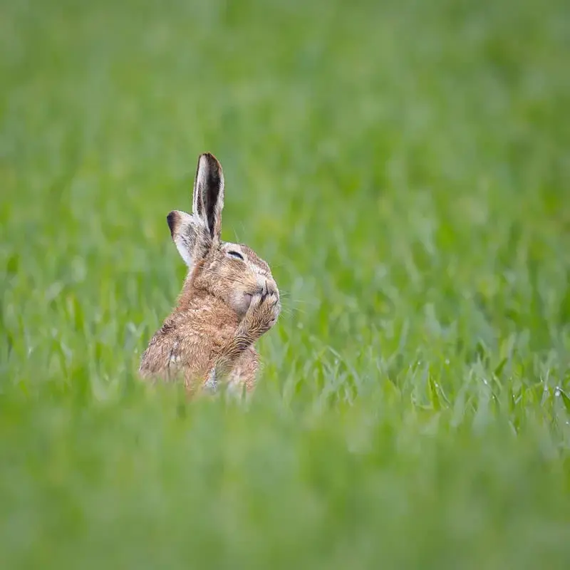 خرگوش (Rabbit) در میان علف‌های سبز که دست‌هایش را جلوی صورت گرفته است