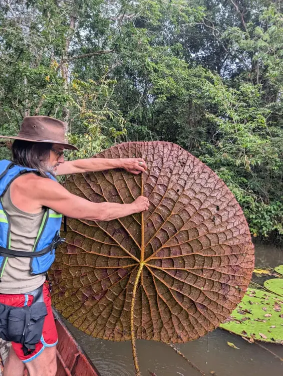 برگ غول‌پیکر نیلوفر آبی (Victoria amazonica) در دست یک پژوهشگر